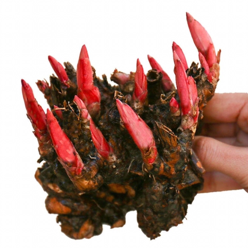 进口四季开花芍药根块浓香型花卉带芽发货