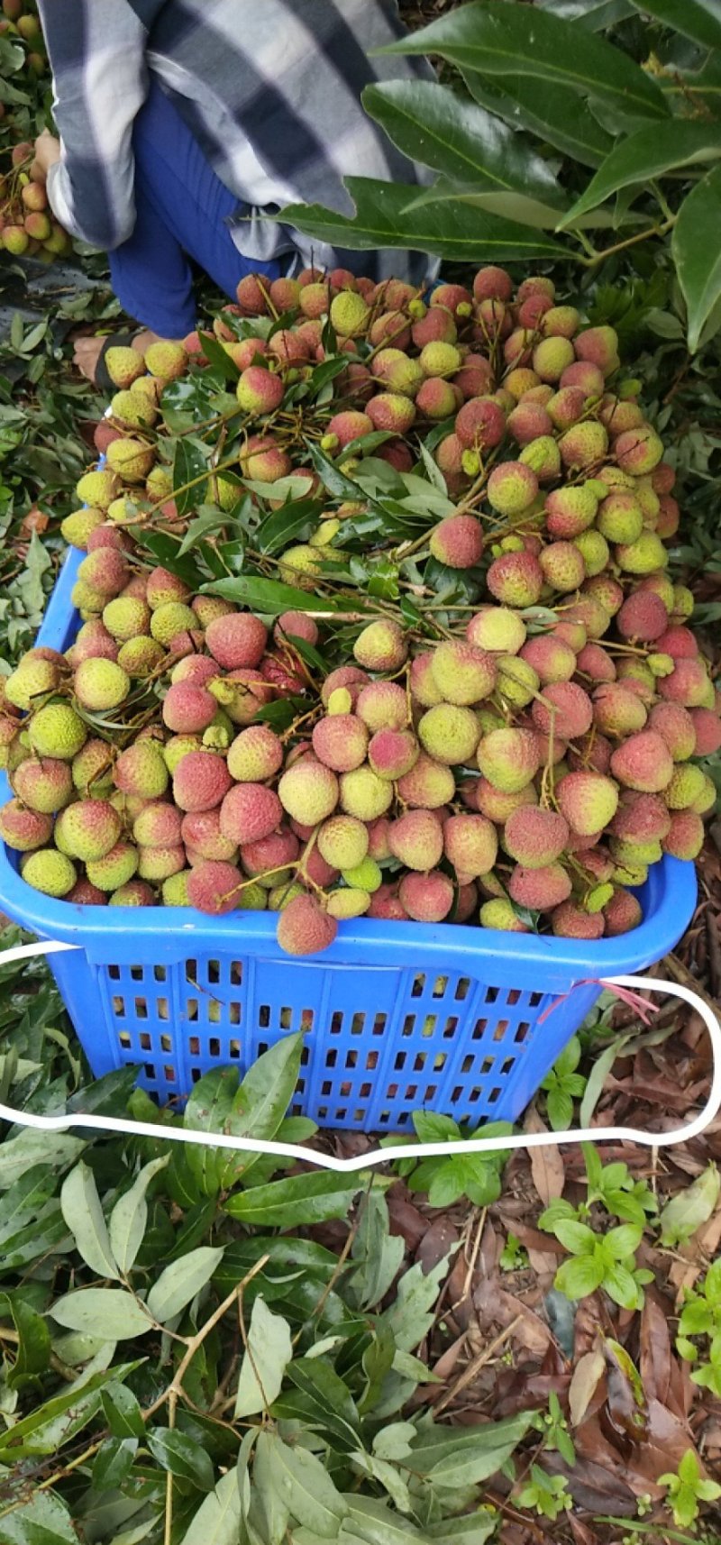 妃子笑荔枝。可到产地考察货源直供应有合适的可以包园