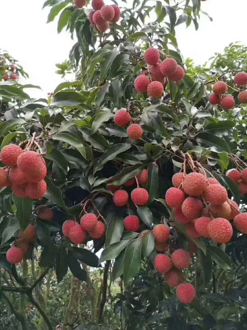 白糖罂荔枝。可到产地观察有合适的可以包园