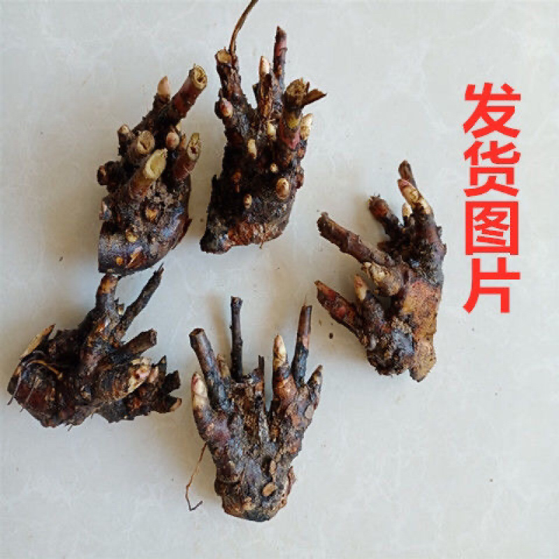 进口四季开花芍药根块浓香型花卉带芽发货