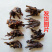 进口四季开花芍药根块浓香型花卉带芽发货