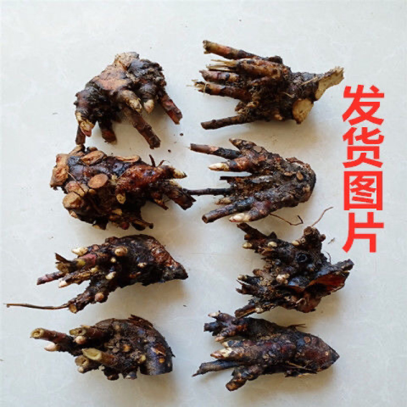 进口四季开花芍药根块浓香型花卉带芽发货