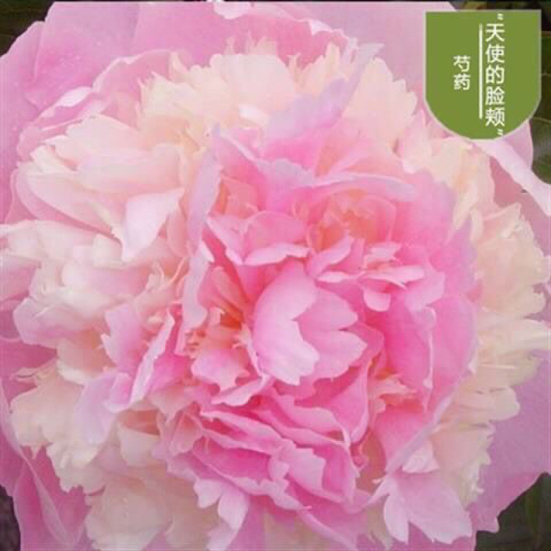 进口四季开花芍药根块浓香型花卉带芽发货