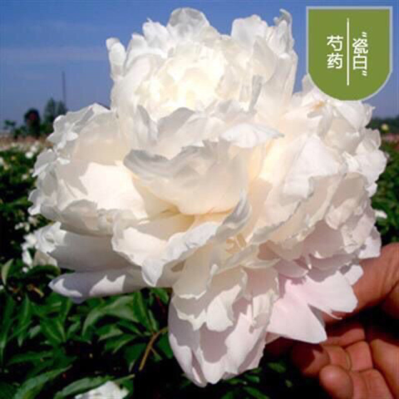 进口四季开花芍药根块浓香型花卉带芽发货
