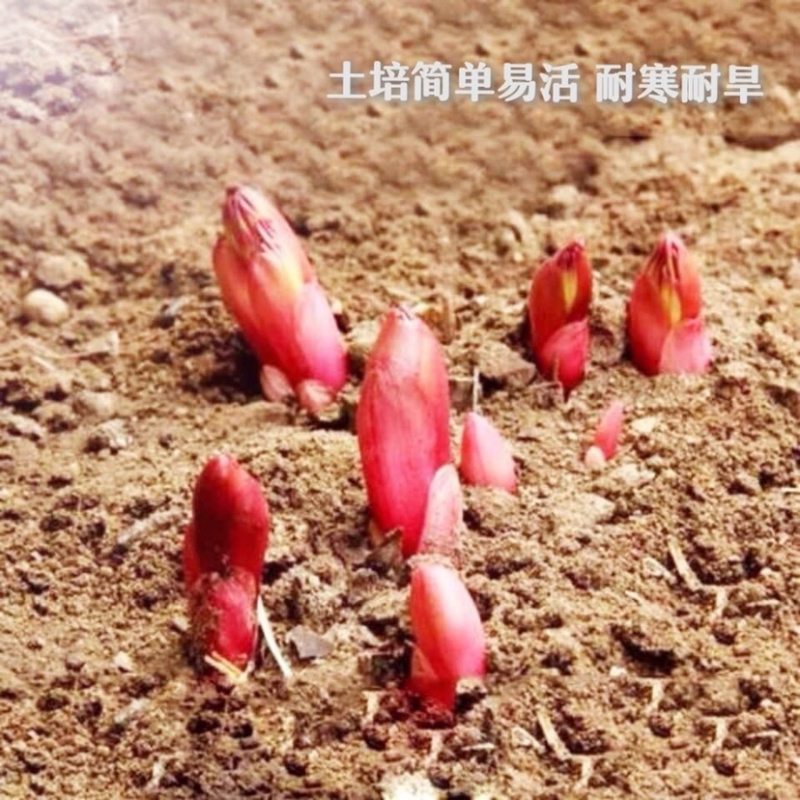 进口四季开花芍药根块浓香型花卉带芽发货