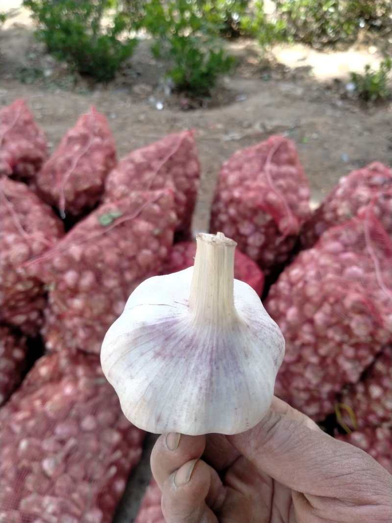 大蒜