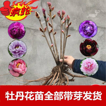牡丹花苗洛阳正宗牡丹花阳台庭院绿植
