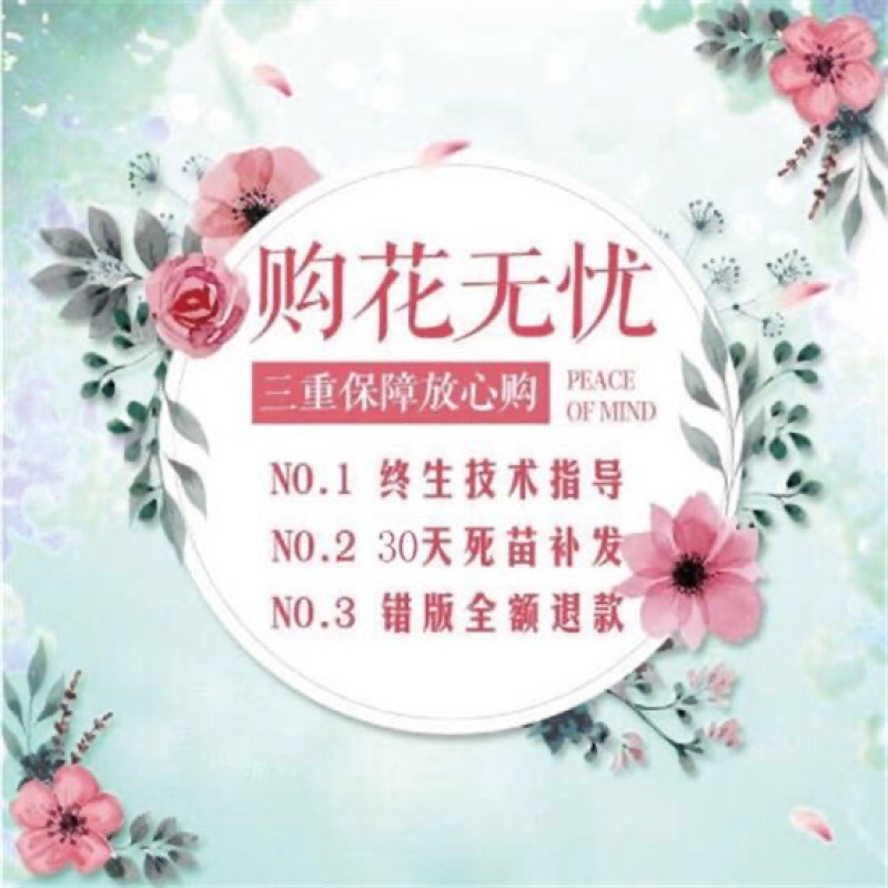 牡丹花苗洛阳正宗牡丹花阳台庭院绿植