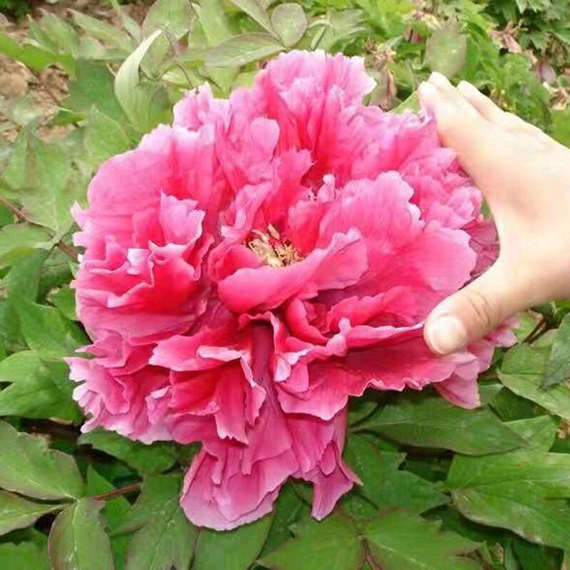 牡丹花苗洛阳正宗牡丹花阳台庭院绿植