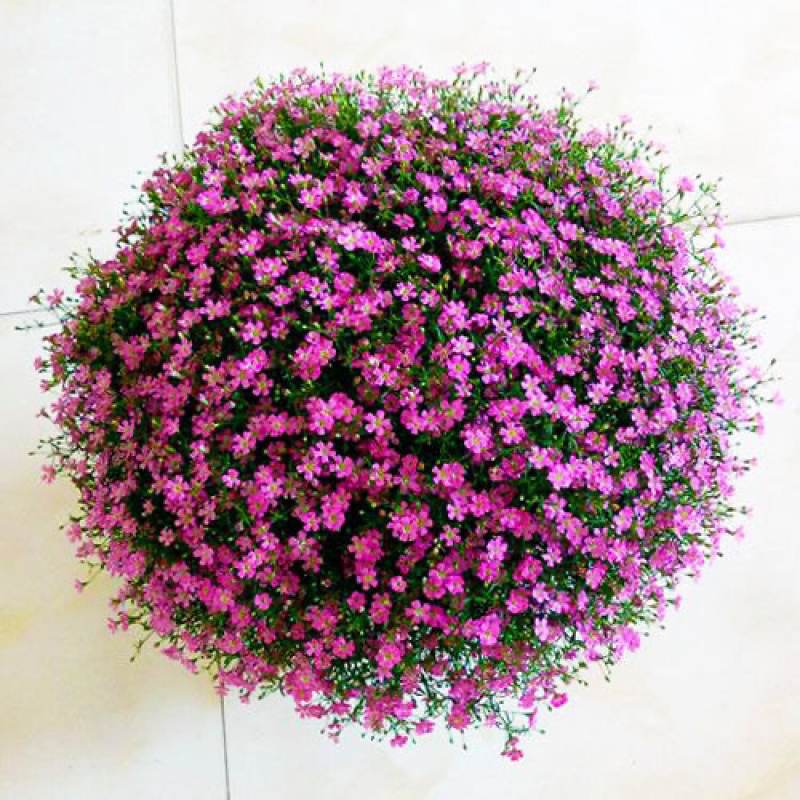 满天星盆栽花卉绿植四季开花室内阳台带花苞