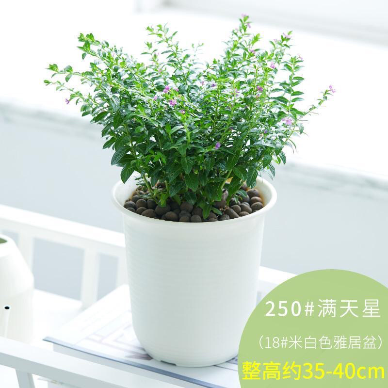 满天星盆栽花卉绿植四季开花室内阳台带花苞