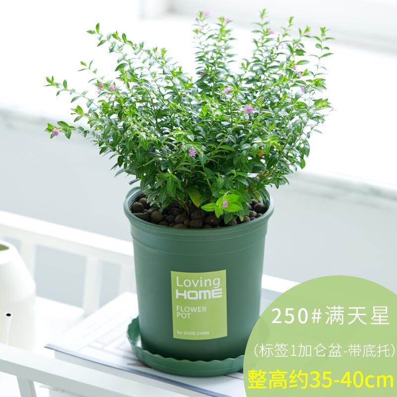满天星盆栽花卉绿植四季开花室内阳台带花苞