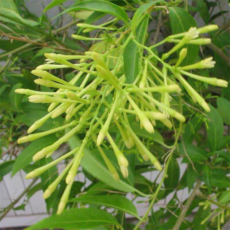 夜来香盆栽花苗驱蚊浓香四季开花绿植