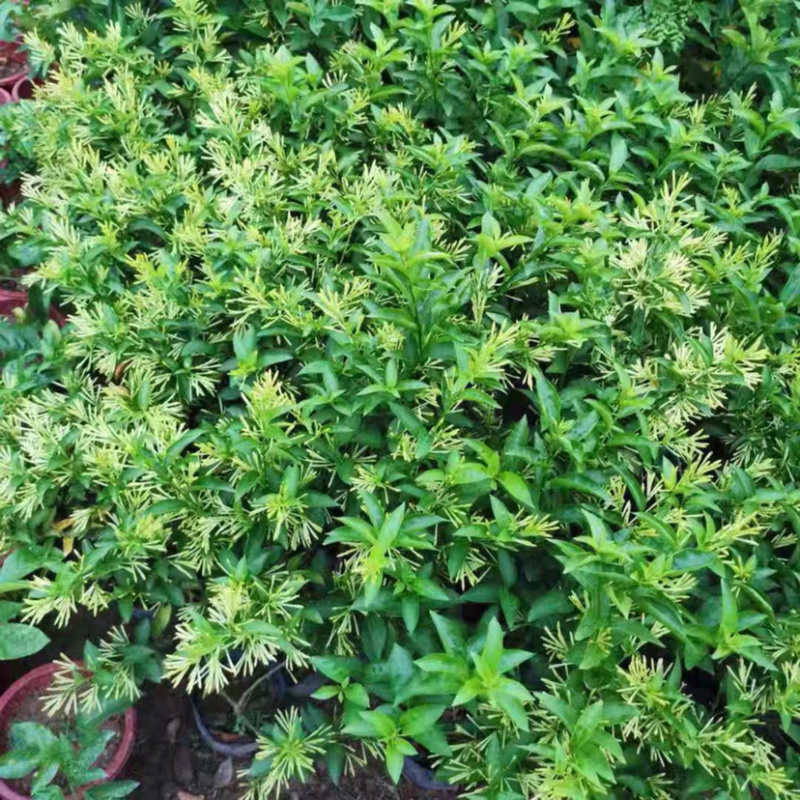 夜来香盆栽花苗驱蚊浓香四季开花绿植