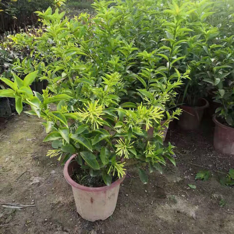 夜来香盆栽花苗驱蚊浓香四季开花绿植