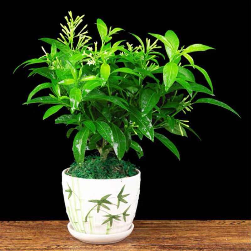 夜来香盆栽花苗驱蚊浓香四季开花绿植