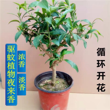 夜来香盆栽花苗驱蚊浓香四季开花绿植