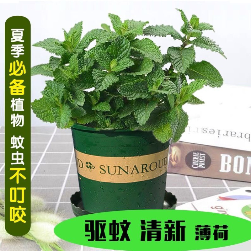 薄荷驱蚊草小植物阳台花卉水养驱虫留香