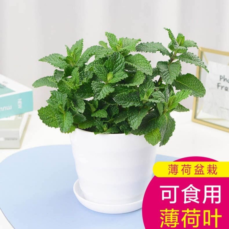 薄荷驱蚊草小植物阳台花卉水养驱虫留香