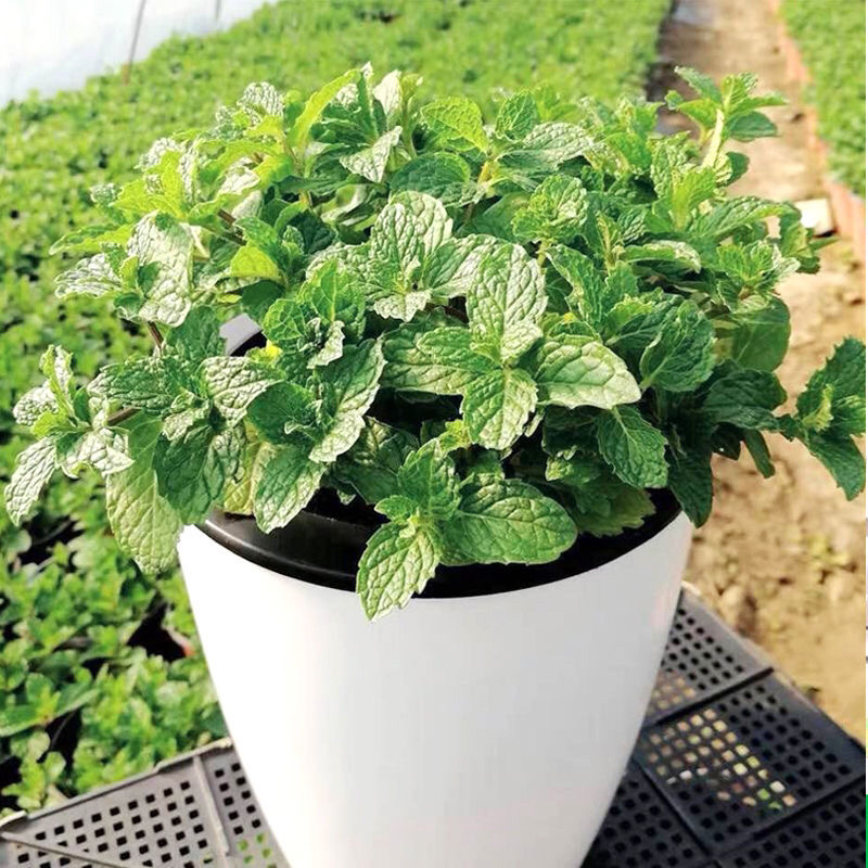 薄荷驱蚊草小植物阳台花卉水养驱虫留香