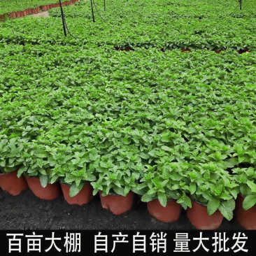 薄荷驱蚊草小植物阳台花卉水养驱虫留香