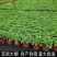 薄荷驱蚊草小植物阳台花卉水养驱虫留香