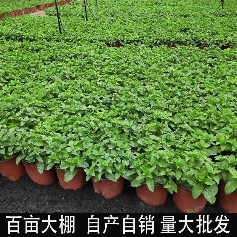 薄荷驱蚊草小植物阳台花卉水养驱虫留香