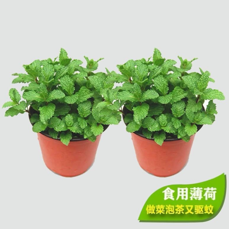 薄荷驱蚊草小植物阳台花卉水养驱虫留香