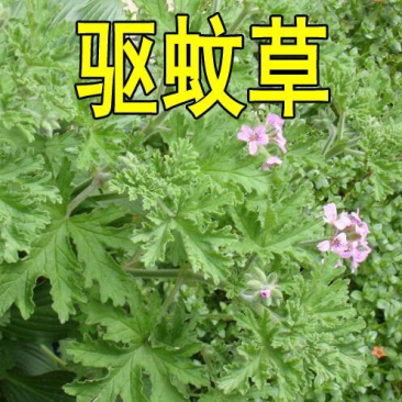 驱蚊虫老根防蚊草盆栽植物花卉驱虫吸甲醛好养