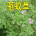 驱蚊虫老根防蚊草盆栽植物花卉驱虫吸甲醛好养