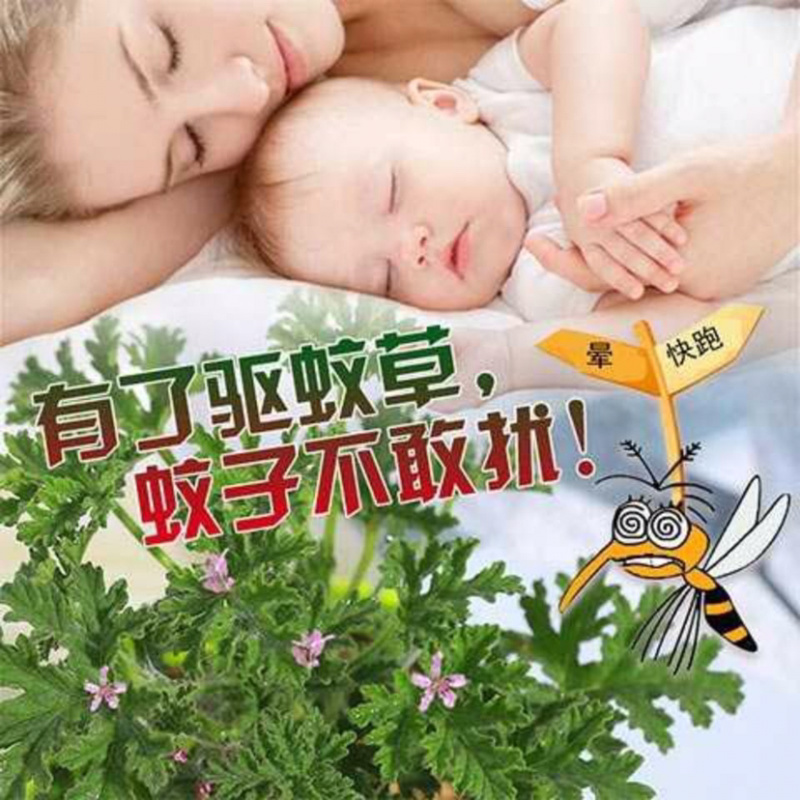 驱蚊虫老根防蚊草盆栽植物花卉驱虫吸甲醛好养