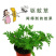 驱蚊虫老根防蚊草盆栽植物花卉驱虫吸甲醛好养