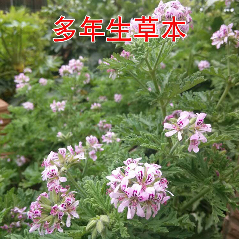 驱蚊虫老根防蚊草盆栽植物花卉驱虫吸甲醛好养