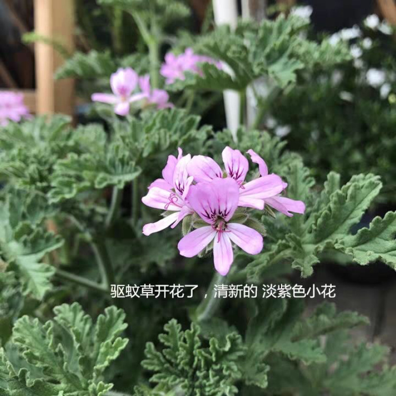 驱蚊虫老根防蚊草盆栽植物花卉驱虫吸甲醛好养
