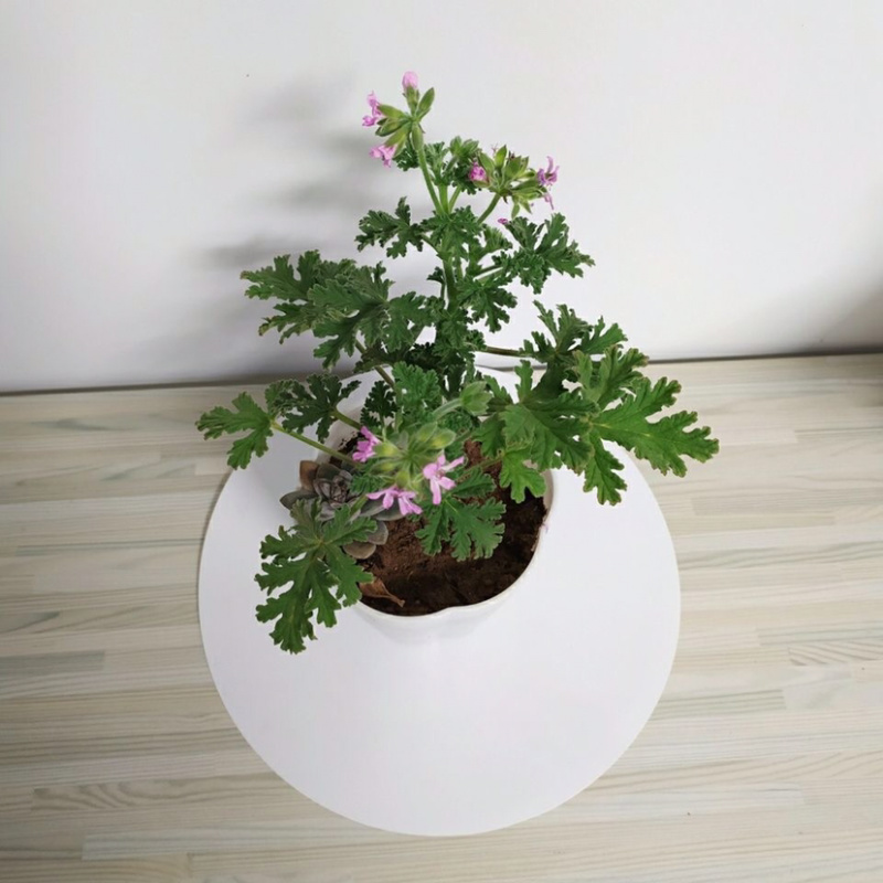 驱蚊虫老根防蚊草盆栽植物花卉驱虫吸甲醛好养