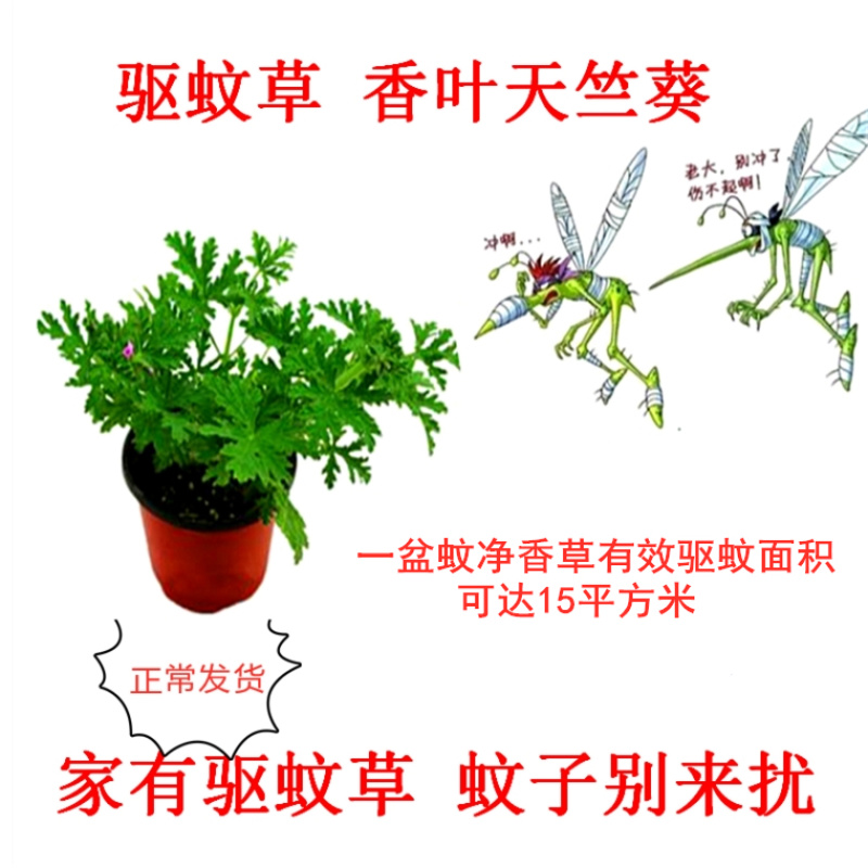 驱蚊虫老根防蚊草盆栽植物花卉驱虫吸甲醛好养