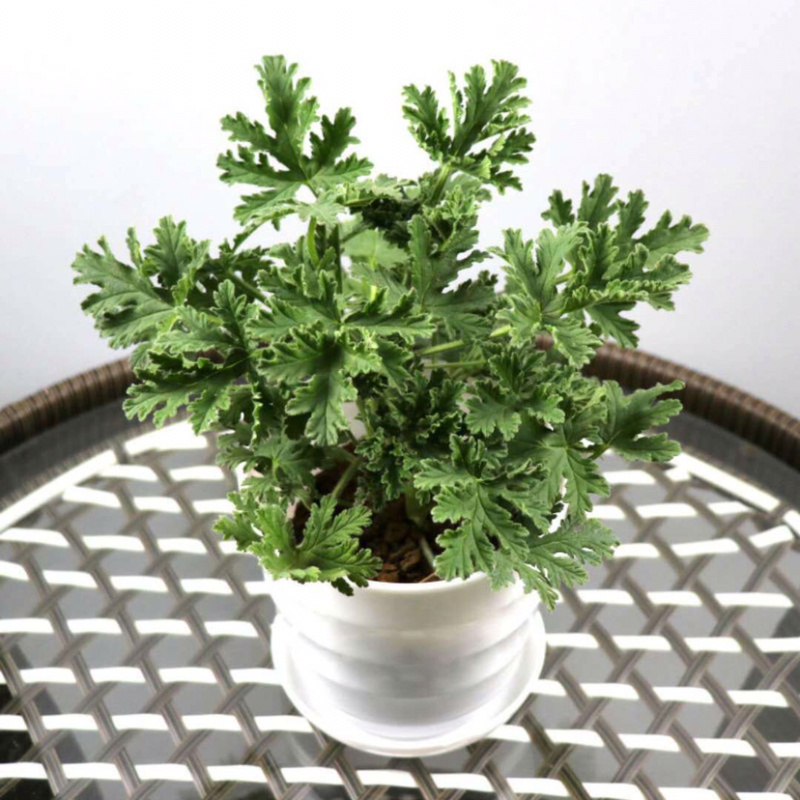 驱蚊虫老根防蚊草盆栽植物花卉驱虫吸甲醛好养