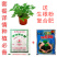 驱蚊虫老根防蚊草盆栽植物花卉驱虫吸甲醛好养