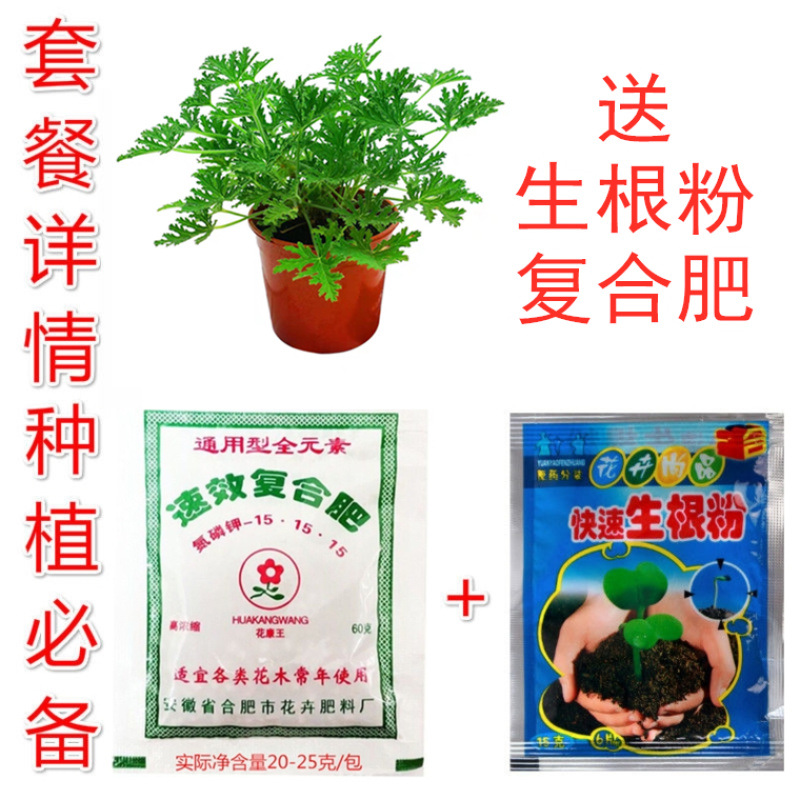 驱蚊虫老根防蚊草盆栽植物花卉驱虫吸甲醛好养