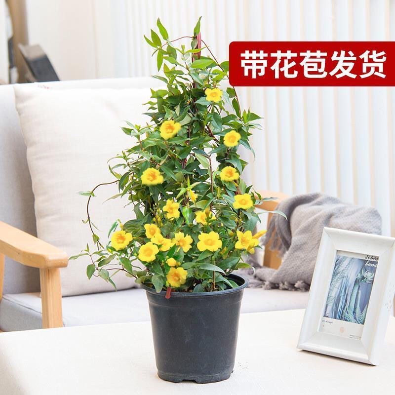 法国香水藤盆栽花卉茉莉盆栽植物耐寒爬藤