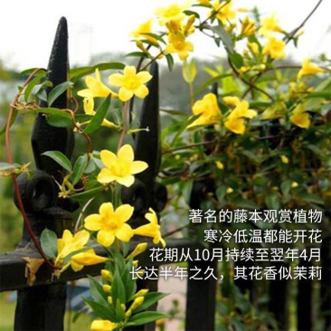法国香水藤盆栽花卉茉莉盆栽植物耐寒爬藤