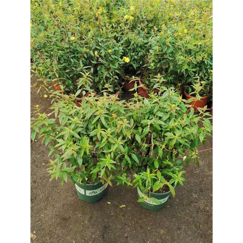 法国香水藤盆栽花卉茉莉盆栽植物耐寒爬藤