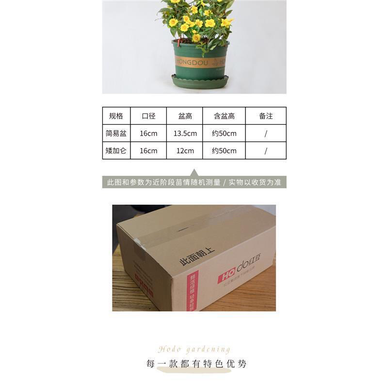 法国香水藤盆栽花卉茉莉盆栽植物耐寒爬藤