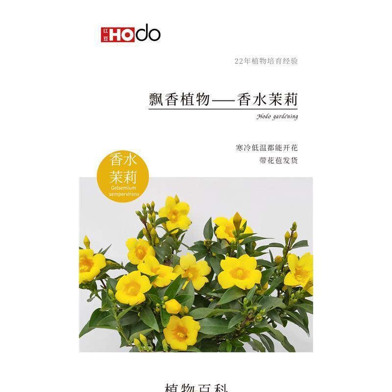 法国香水藤盆栽花卉茉莉盆栽植物耐寒爬藤