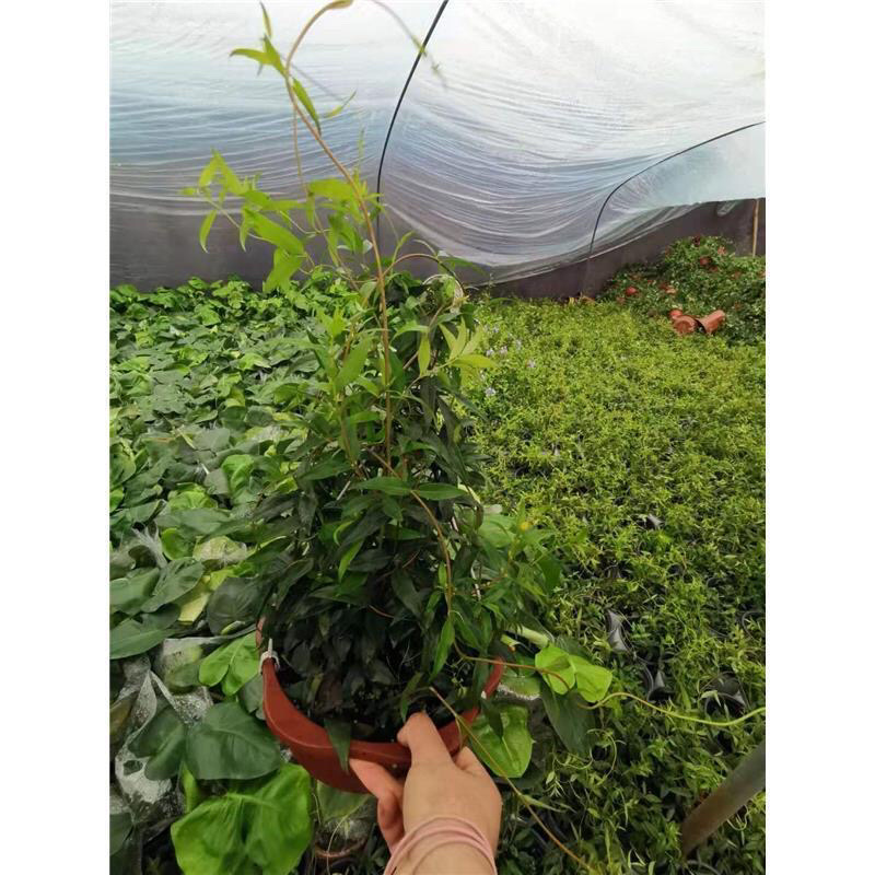 法国香水藤盆栽花卉茉莉盆栽植物耐寒爬藤
