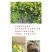 法国香水藤盆栽花卉茉莉盆栽植物耐寒爬藤