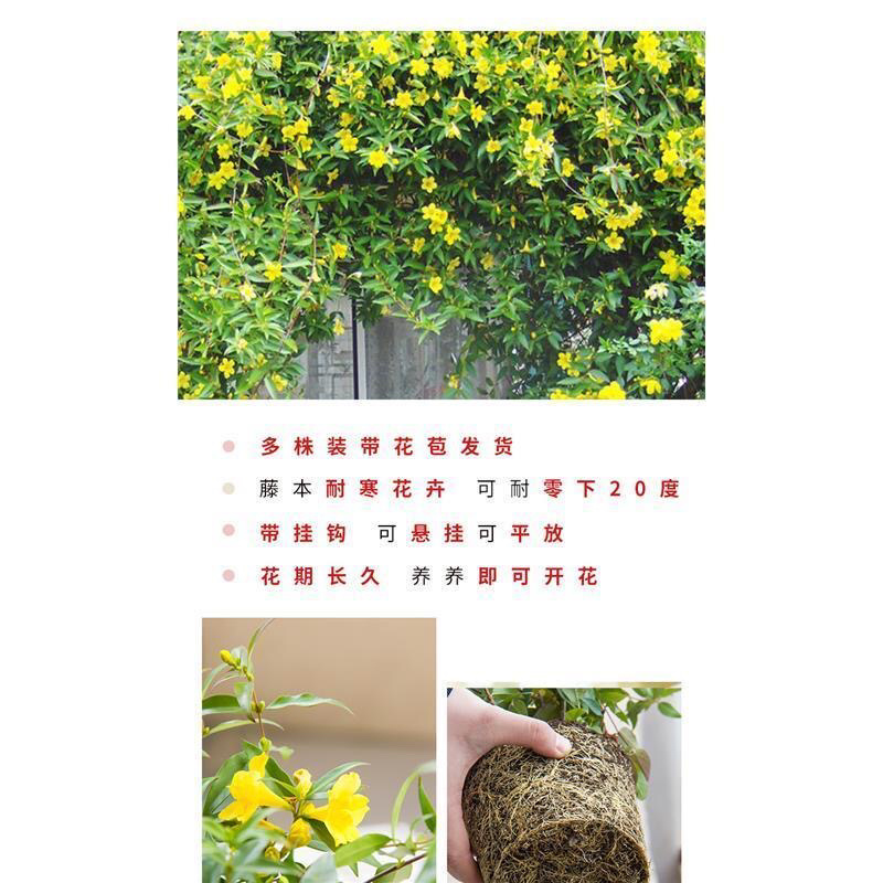 法国香水藤盆栽花卉茉莉盆栽植物耐寒爬藤