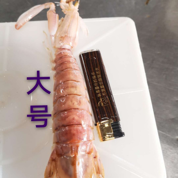 活煮熟冻皮皮虾、皮皮虾、弹虾
