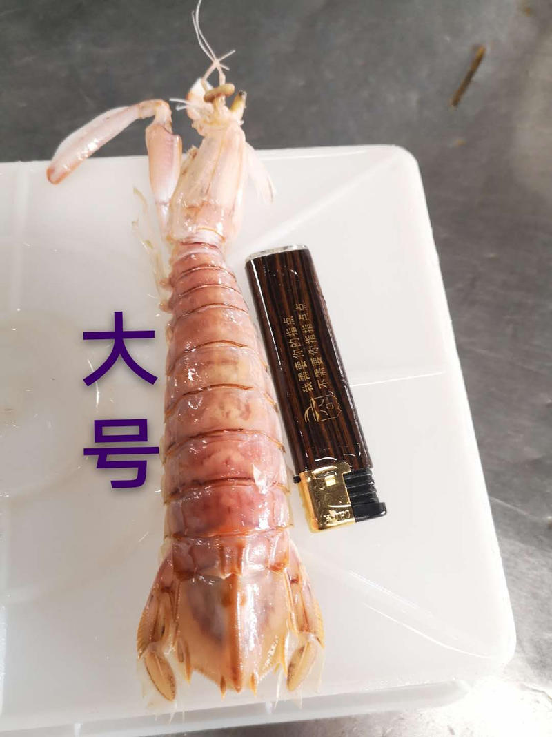 活煮熟冻皮皮虾、皮皮虾、弹虾