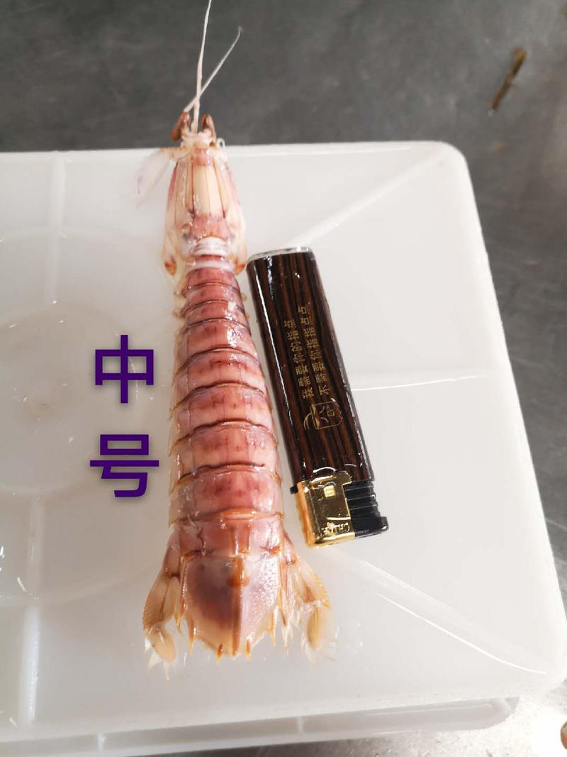 活煮熟冻皮皮虾、皮皮虾、弹虾